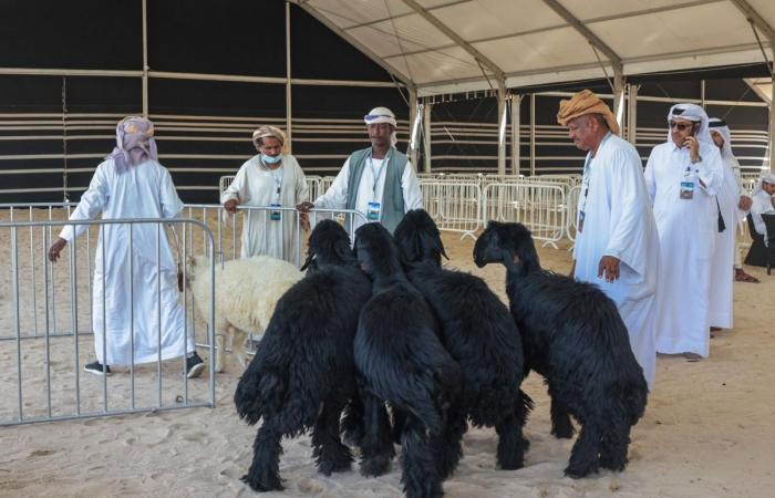 مزاين العرب والعوارض تفتتح منافسات مهرجان حلال قطر 2026