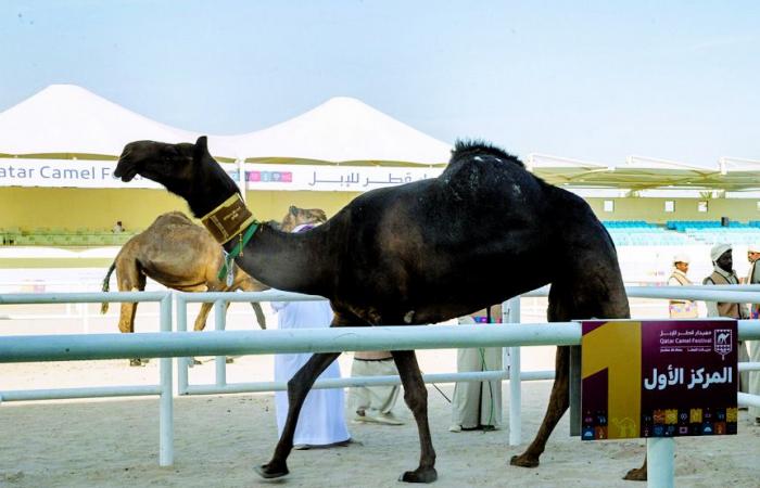 في اختتام مهرجان قطر للإبل "جزيلات العطا".. عبد العزيز سليم يطير بسيف المجاهيم إلى السعودية