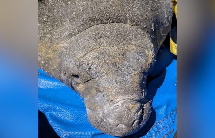 خروف بحر يزن 410 أرطال يعلق ببالوعة تصريف مياه أمطار.. طريقة اكتشافه ستصدمك