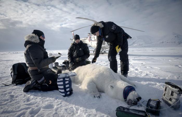رغم ذوبان الجليد البحري.. دببة القطب الشمالي في النرويج تزداد بدانة وصحة