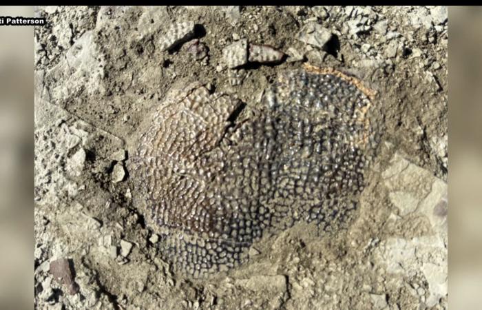 فتى يبلغ من العمر 11 عامًا اكتشف أحفورة سلحفاة تعود إلى 48 مليون سنة