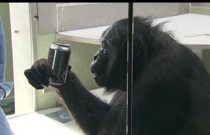 إسوة بالأطفال.. القردة العليا تحب الألعاب التخيلية أيضًا