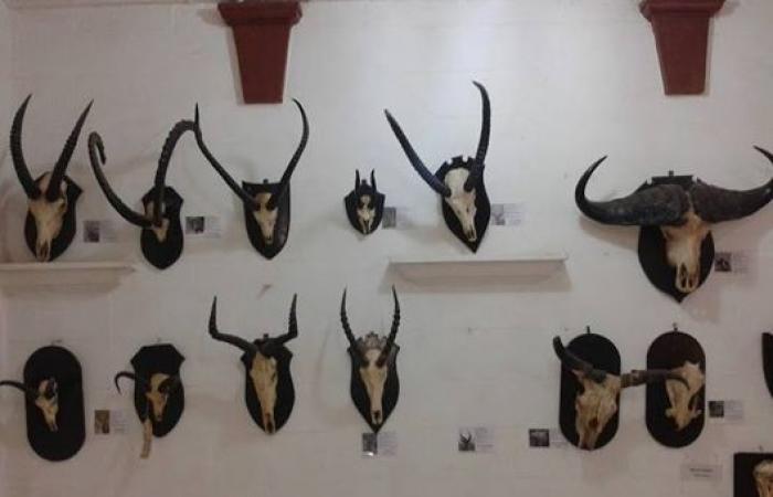 سرقة
      آلاف
      الحيوانات
      والعينات
      النادرة
      من
      متحف
      السودان
      الطبيعي