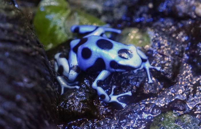 فتح
      تحقيق
      أوروبي
      في
      توليد
      «غروك»
      لصور
      ذات
      طابع
      جنسي
      على
      منصة
      «إكس»