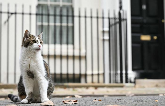خدم 6 رؤساء وزراء.. لاري القط يحتفل بمرور 15 عامًا بمنصب "كبير صائدي الفئران" بحكومة بريطانيا