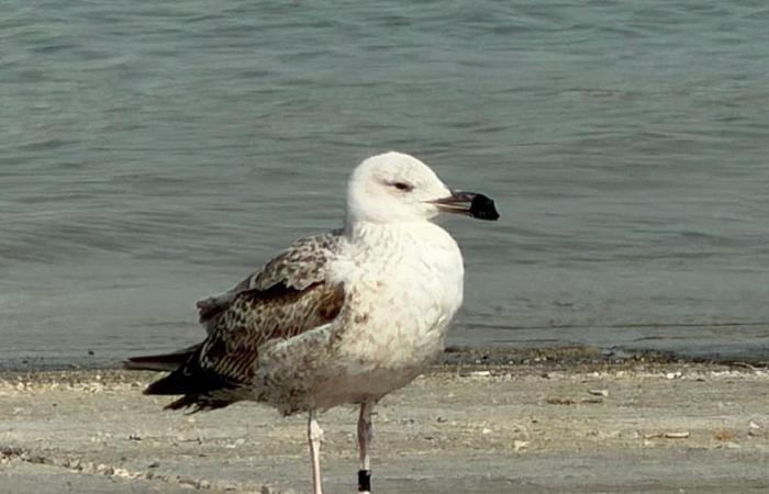 وزارة البيئة تحذر من إيذاء الكائنات الفطرية وتشيد بمبادرة تطوعية لتنظيف روضة سدرة الشمال