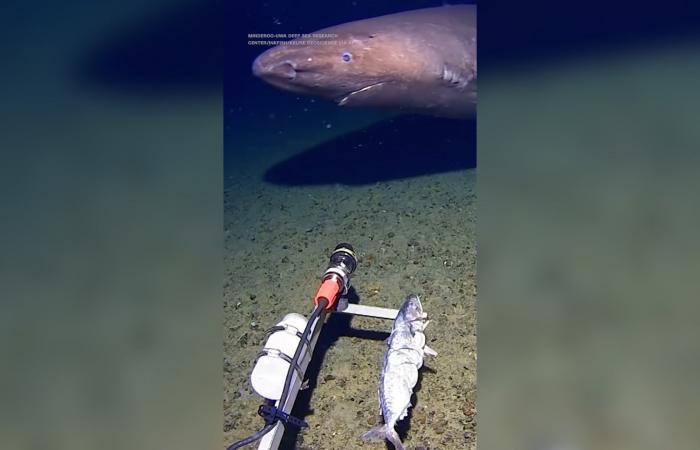 لأول مرة.. شاهد رصد قرش نائم في القارة القطبية الجنوبية