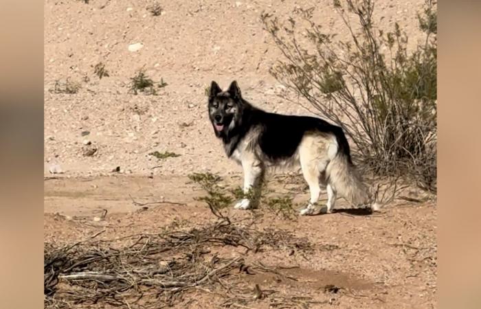 كلب عائلة مُرحّلة يجد منزلًا جديدًا.. إليكم ما حدث