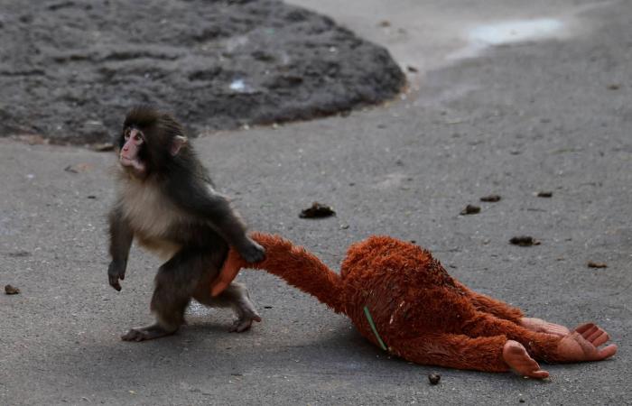 مسلسل
      «صحاب
      الأرض»
      الرمضاني
      يثير
      غضباً
      في
      إسرائيل