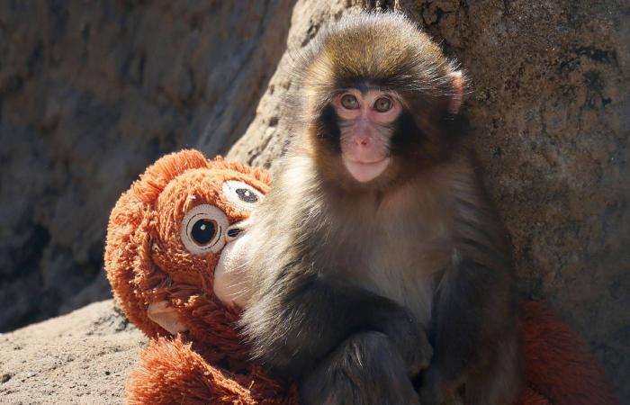 «بانش»
      والدمية...
      قصة
      قرد
      يتيم
      أسرت
      قلوب
      الملايين