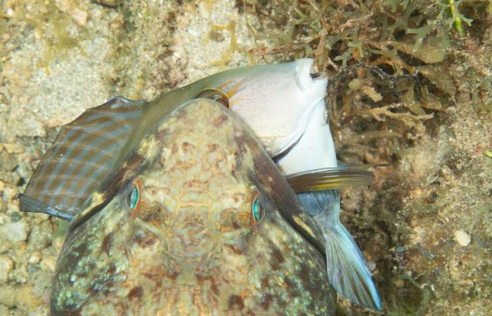 سمكة "تبتسم" بين فكي مفترس ومصورها يكشف ما إذا نجت من قبضة الموت