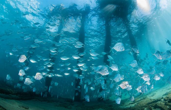 سمكة "تبتسم" بين فكي مفترس ومصورها يكشف ما إذا نجت من قبضة الموت