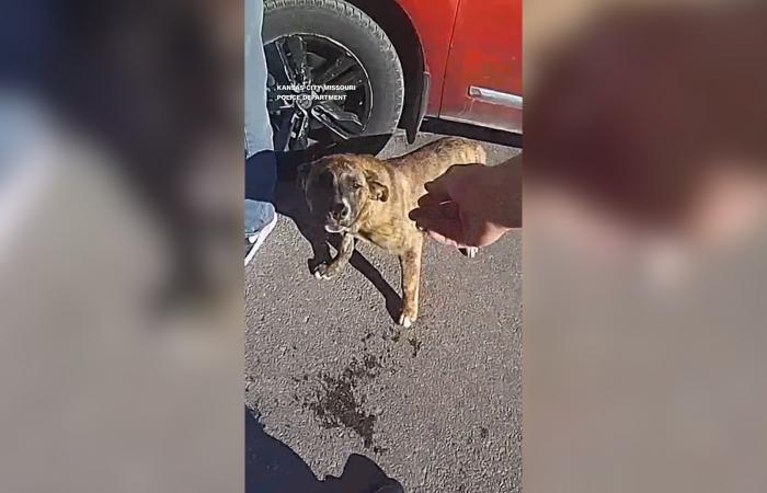 "بطل بـ4 أرجل".. كلب يقود الشرطة إلى منزل طفل تائه ويعيده لأحضان عائلته