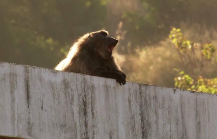 «معركة
      خاسرة»...
      اقتحامات
      قردة
      البابون
      تفاقم
      الصراع
      بين
      السكان
      والحياة
      البرية
      في
      كيب
      تاون