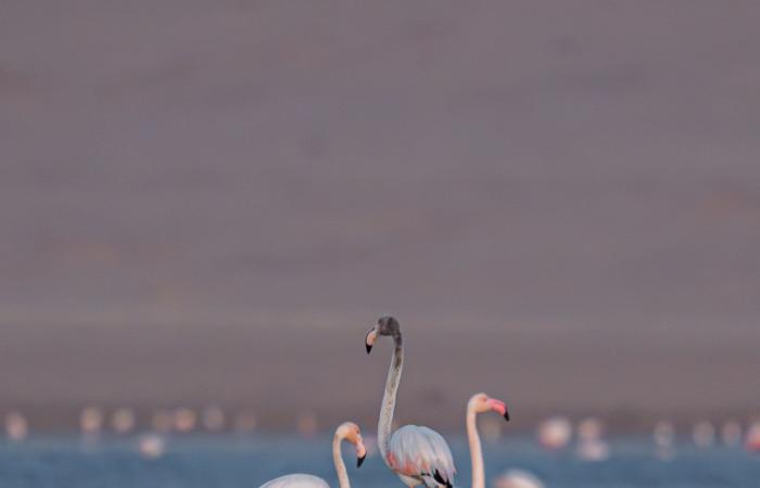 مصور يوثق مشاهد حالمة لطيور الفلامنجو في بحيرة قارون بمصر
