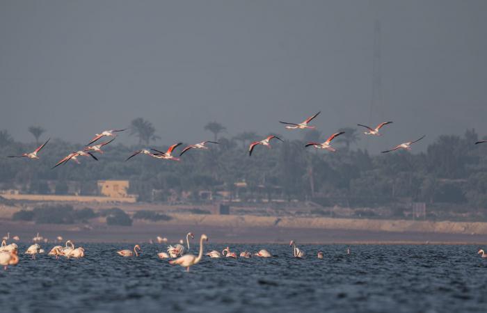 مصور يوثق مشاهد حالمة لطيور الفلامنجو في بحيرة قارون بمصر