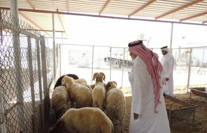 التجارة تعلن استمرار مبادرة دعم اللحوم الحمراء حتى نهاية رمضان