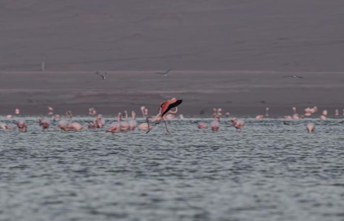 مصور يوثق مشاهد حالمة لطيور الفلامنجو في بحيرة قارون بمصر