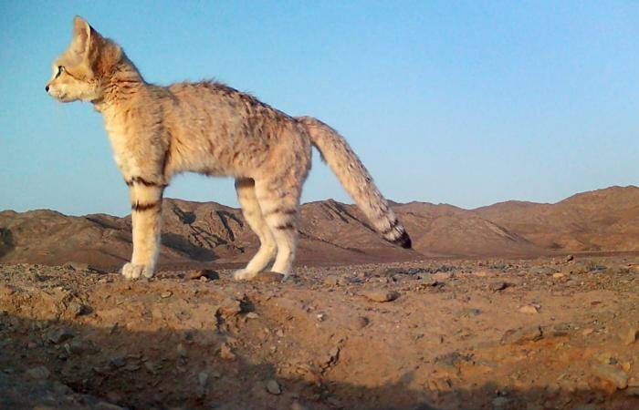 "شبح الصحراء" المراوغ..محمية سعودية تتعقب قطّ الرمال