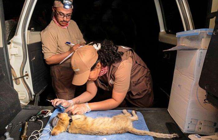"شبح الصحراء" المراوغ..محمية سعودية تتعقب قطّ الرمال