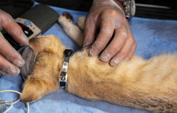 "شبح الصحراء" المراوغ..محمية سعودية تتعقب قطّ الرمال