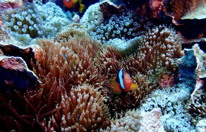 أم وابنتها تكتشفان أكبر مستعمرة مرجانية في العالم قبالة ساحل أستراليا