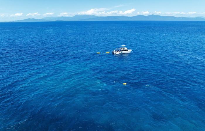 أم وابنتها تكتشفان أكبر مستعمرة مرجانية في العالم قبالة ساحل أستراليا