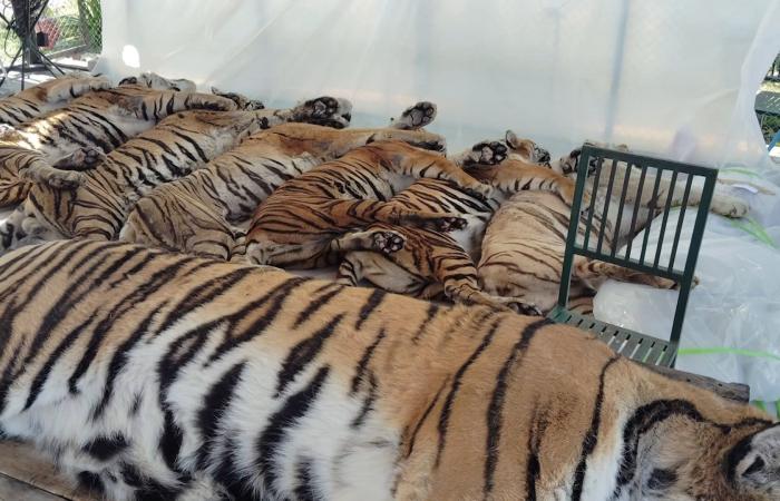 الأكبر في التاريخ.. نفوق عشرات النمور جراء تفشي فيروس في تايلاند