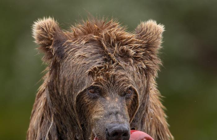 مصور يلتقط دبًا بنيًا في قلب موجةٍ من أسماك السلمون في براري ألاسكا