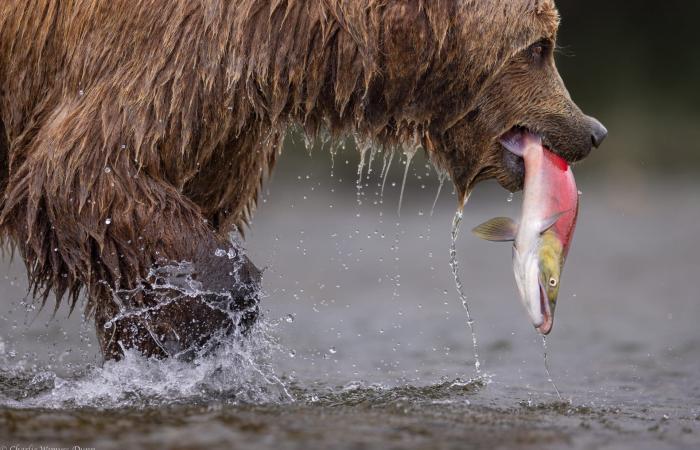 مصور يلتقط دبًا بنيًا في قلب موجةٍ من أسماك السلمون في براري ألاسكا