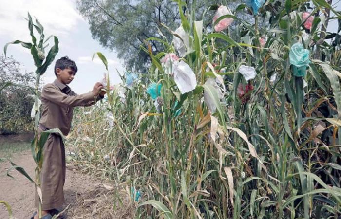 ممارسات
      حوثية
      تفسد
      نمط
      الاقتصاد
      الزراعي
      وتهدد
      بالكساد
