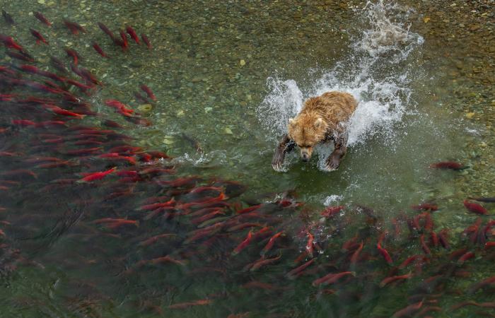 مصور يلتقط دبًا بنيًا في قلب موجةٍ من أسماك السلمون في براري ألاسكا
