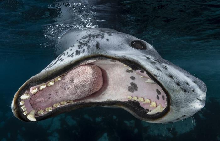 صغار فقمة الفيل في مغيب الشمس.. صورة تفوز بلقب مصوّر العام تحت الماء