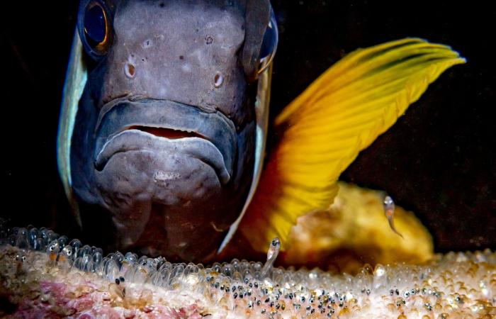 صغار فقمة الفيل في مغيب الشمس.. صورة تفوز بلقب مصوّر العام تحت الماء