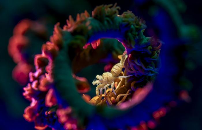 صغار فقمة الفيل في مغيب الشمس.. صورة تفوز بلقب مصوّر العام تحت الماء