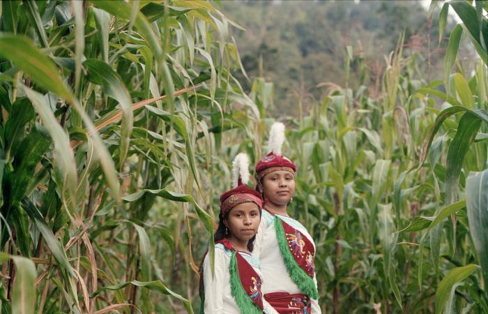 في المكسيك.. نساء يتحدين الجاذبية بهذه الرقصة التقليدية على علو 30 مترًا