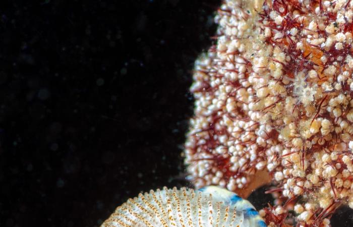 مصور يوثق "مجرّة" في قلب الشعاب المرجانية بمياه إندونيسيا