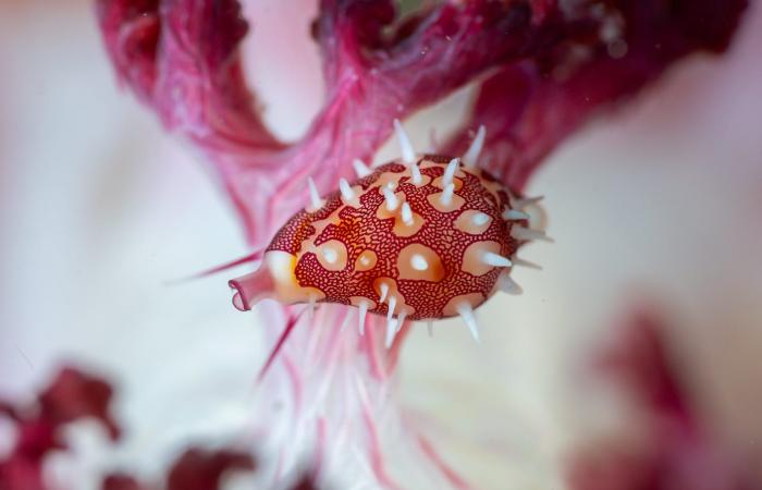 مصور يوثق "مجرّة" في قلب الشعاب المرجانية بمياه إندونيسيا