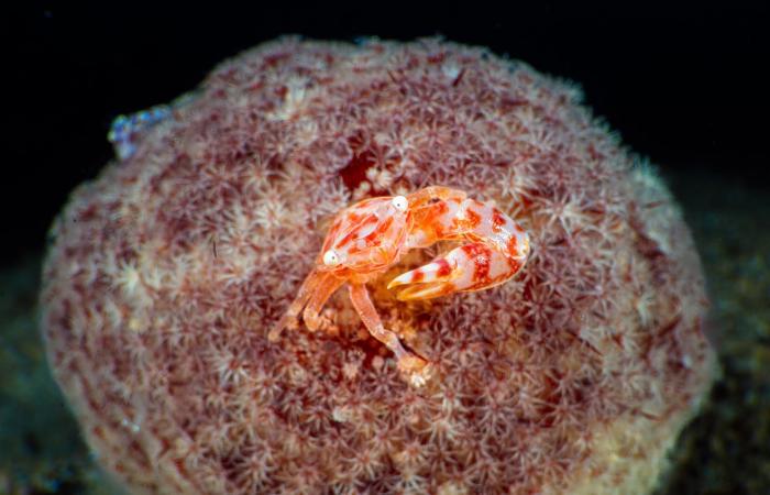 مصور يوثق "مجرّة" في قلب الشعاب المرجانية بمياه إندونيسيا