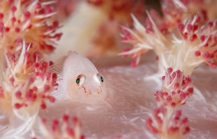 مصور يوثق "مجرّة" في قلب الشعاب المرجانية بمياه إندونيسيا