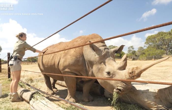 شاهد وحيدة قرن مسنّة تستمتع بحمام طيني وتدليك خاص بحديقة حيوانات في أستراليا