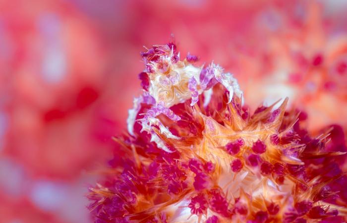 مصور يوثق "مجرّة" في قلب الشعاب المرجانية بمياه إندونيسيا