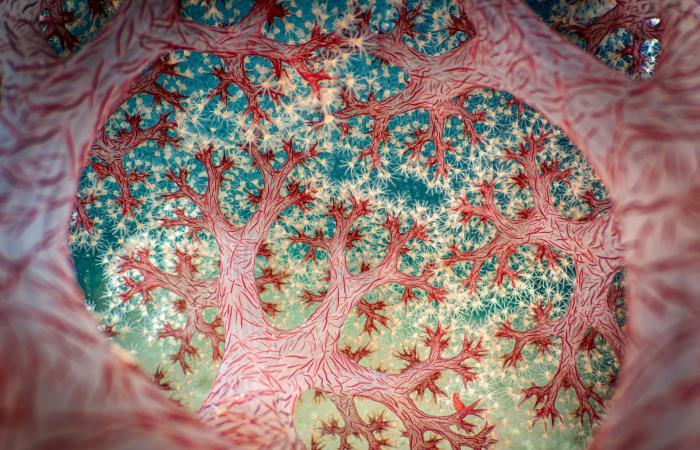 مصور يوثق "مجرّة" في قلب الشعاب المرجانية بمياه إندونيسيا