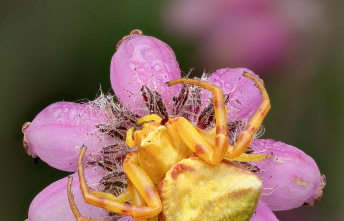بين الزهور..مصور يلتقط صورة عن قرب لعنكبوت السلطعون داخل عالم وردي اللون