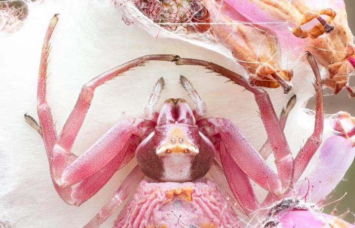 بين الزهور..مصور يلتقط صورة عن قرب لعنكبوت السلطعون داخل عالم وردي اللون