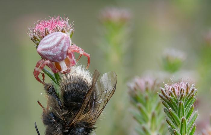 بين الزهور..مصور يلتقط صورة عن قرب لعنكبوت السلطعون داخل عالم وردي اللون
