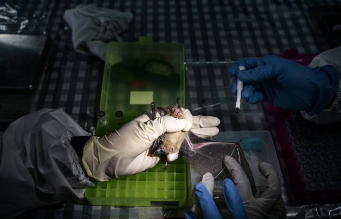 علاقة
      جينية
      بين
      أمراض
      المناعة
      الذاتية
      والسرطان