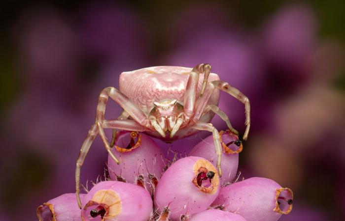 بين الزهور..مصور يلتقط صورة عن قرب لعنكبوت السلطعون داخل عالم وردي اللون