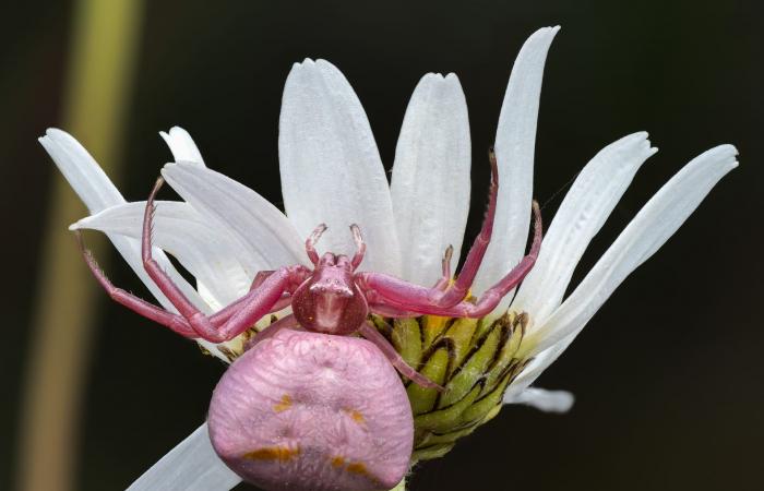 بين الزهور..مصور يلتقط صورة عن قرب لعنكبوت السلطعون داخل عالم وردي اللون