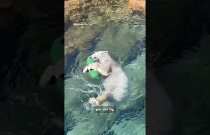 حديقة حيوانات تنشر مقطعًا طريفًا لمواجهة بين دب قطبي و"مخلّل عملاق"